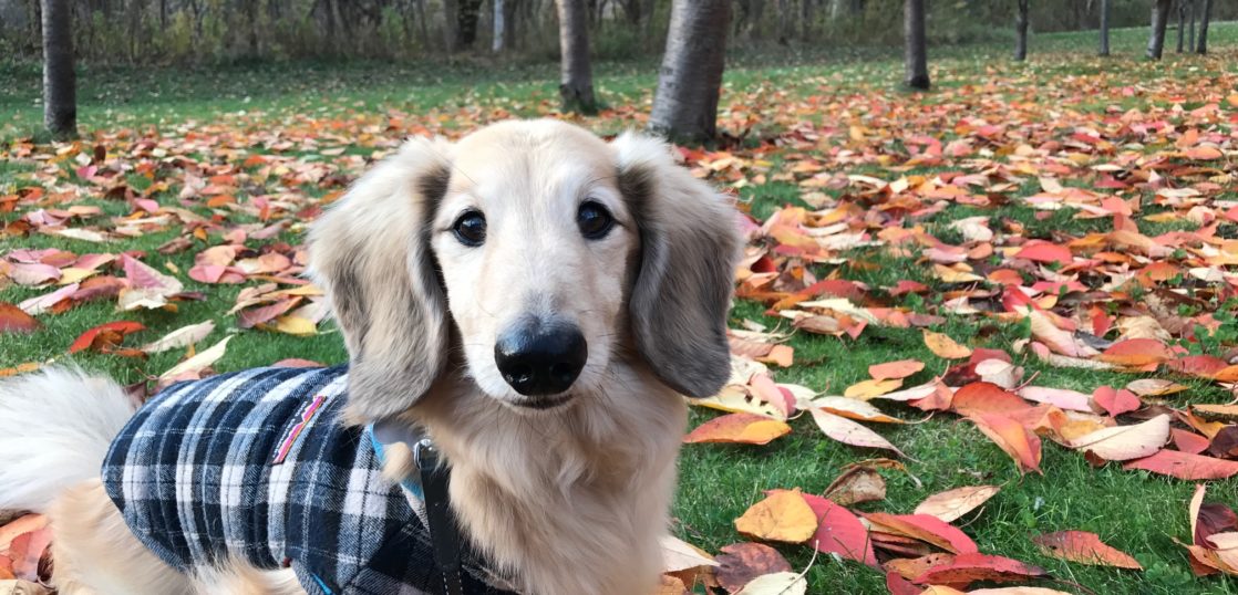 犬のメラノーマ,口腔内メラノーマ