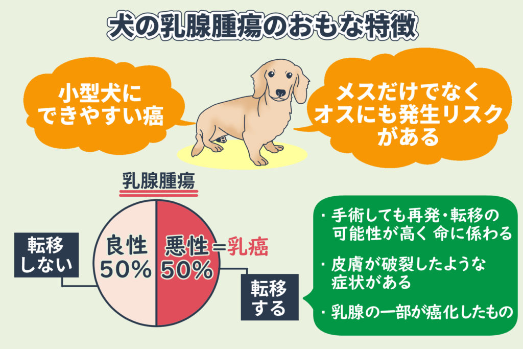 Hauptmerkmale von Mammatumoren bei Hunden