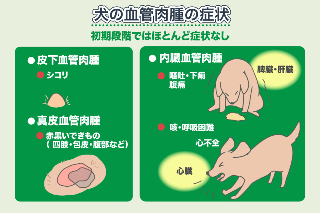 Symptome des Hämangiosarkoms bei Hunden