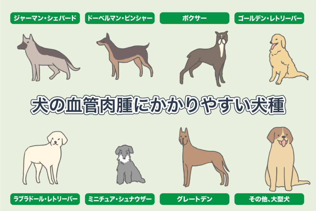 犬の血管肉腫－好発犬種－