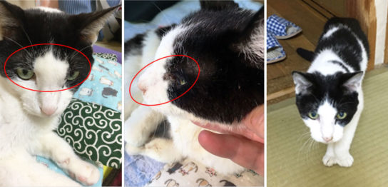 猫の眉間部腫瘤　浸潤性腺癌（脳腫瘍）にコルディを与えた症例