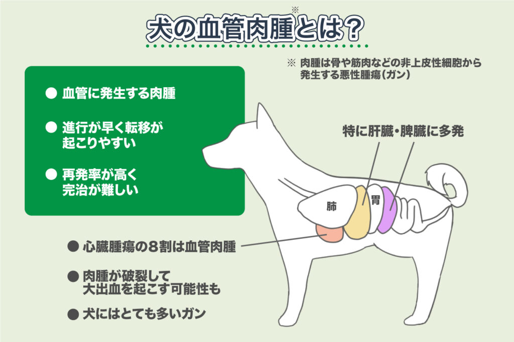 Was ist Hämangiosarkom bei Hunden?