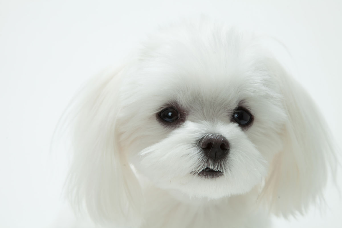 Fallbeispiel Verbesserung von Mammatumoren bei Hunden③ (Malteser mit eingeschränkter Nierenfunktion)イメージ