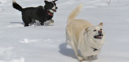 Die Methode zur Erhaltung der Lebensqualität nach einer Operation eines analen Drüsenkarzinoms mit Lymphknotenmetastasen bei einem Hund.