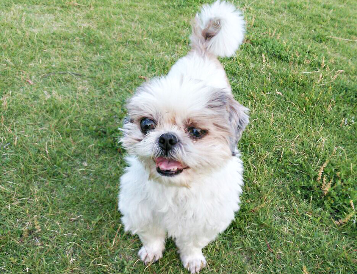 Ein Fall, bei dem ein Hund (Shih Tzu) mit Herzkrankheit, Hirnkrankheit und Krampfanfällen erhebliche Besserungen in Bezug auf seine Vitalität und seinen Appetit zeigte.イメージ