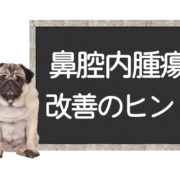 犬の鼻腔内腫瘍の改善方法