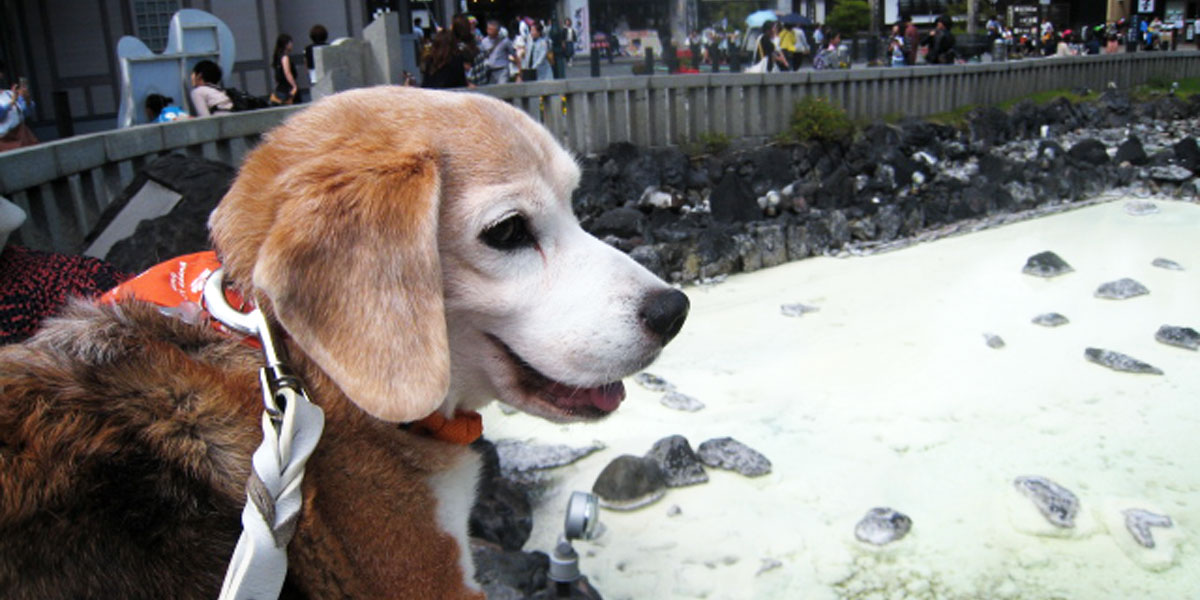 Ein Fall, in dem ein Hund mit einem Vaskulärem Sarkom, Nierenversagen und Leberversagen, der eine Lebenserwartung von einem Monat hatte, länger lebte.イメージ