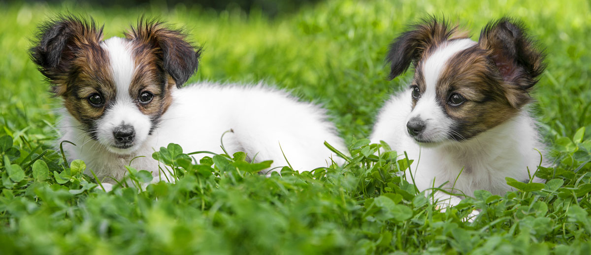 Ein Fall von Wiederherstellung von Vitalität und Appetit bei einem älteren Hund (Papillon) mit einem bösartigen Lungentumor.イメージ