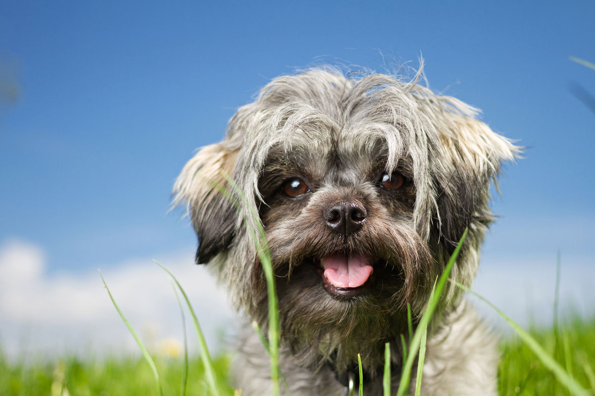 Beispiel für die Anwendung bei einem Hund mit hochgradigem abdominalem Lymphom (Shih Tzu)イメージ