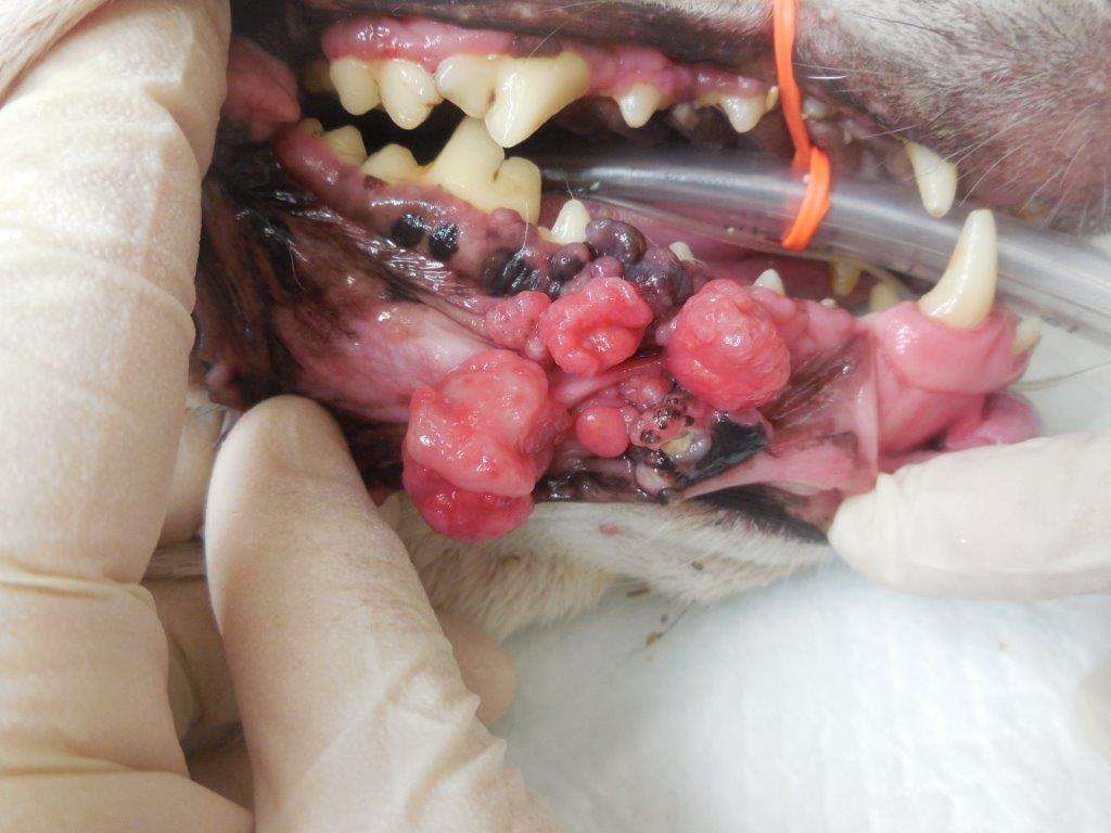 Ein Fall von langfristiger Kontrolle eines oralen Melanoms bei einem Hund ohne chemotherapeutische Behandlung.イメージ