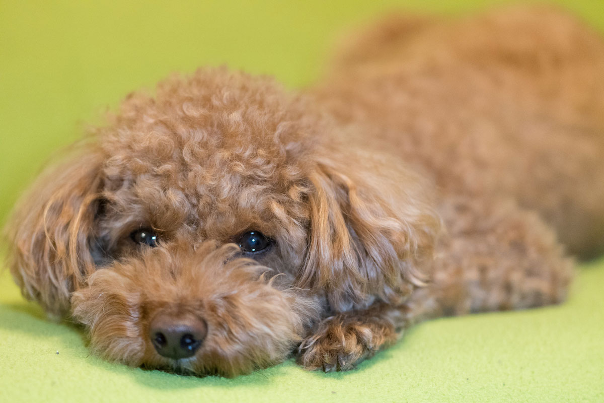 Beispiel für die Anwendung bei einem oralen Melanom beim Hund – Bericht des Shiota-Tierkrankenhausesイメージ