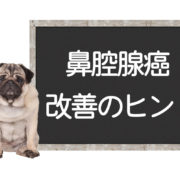 犬の鼻腔腺癌の改善方法