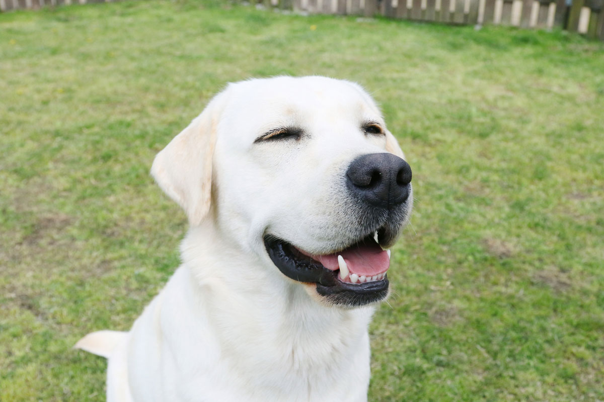 Fall eines Hundes mit Hauttumor, der durch Cordy verkleinert wurde (Labrador Retriever)イメージ