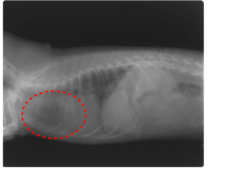 Ein Fall von verbessertem Schilddrüsenkrebs bei einem Hund (Zwergdackel) mit Lungenmetastasenイメージ