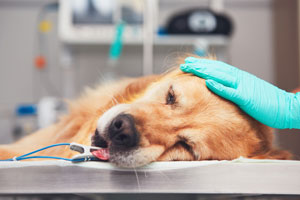 Hund in Chemotherapie