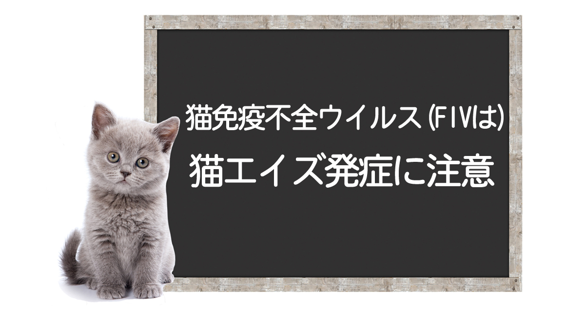 Katzen-AIDS-Virus-Infektion (FIV): Ausbruch, Symptome, Behandlungsmethoden, Überwindungsstrategienイメージ