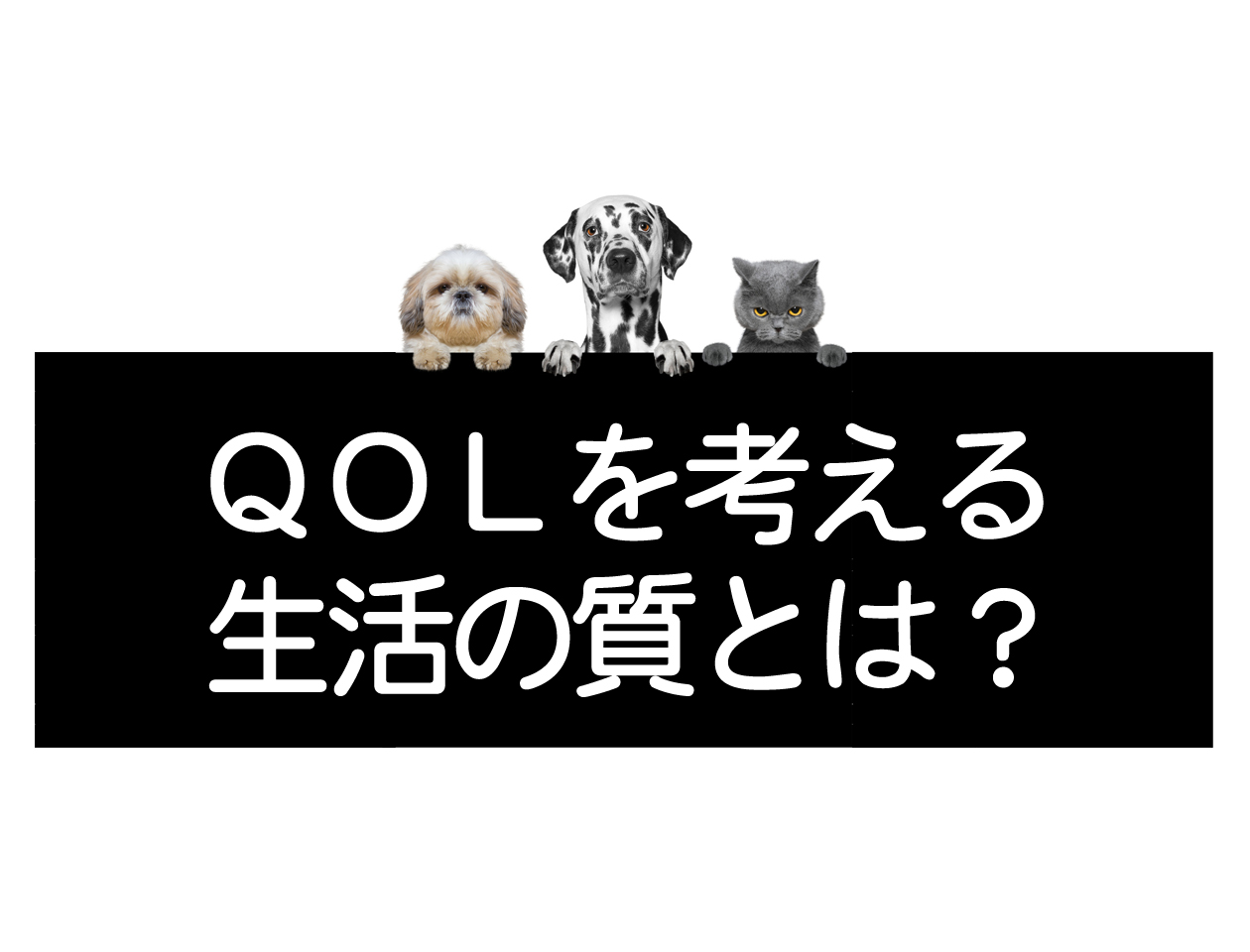 Die Lebensqualität (QOL) von Hunden, Katzen und anderen Haustierenイメージ