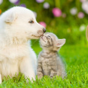 犬が癌でも笑顔で