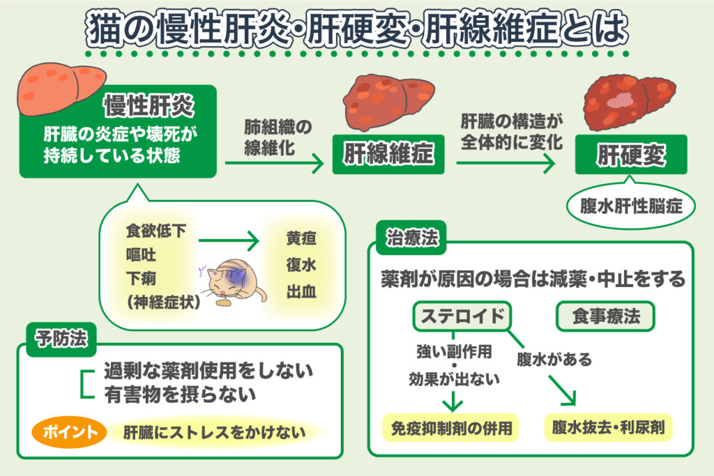 Chronische Hepatitis, Leberzirrhose, Leberfibrose