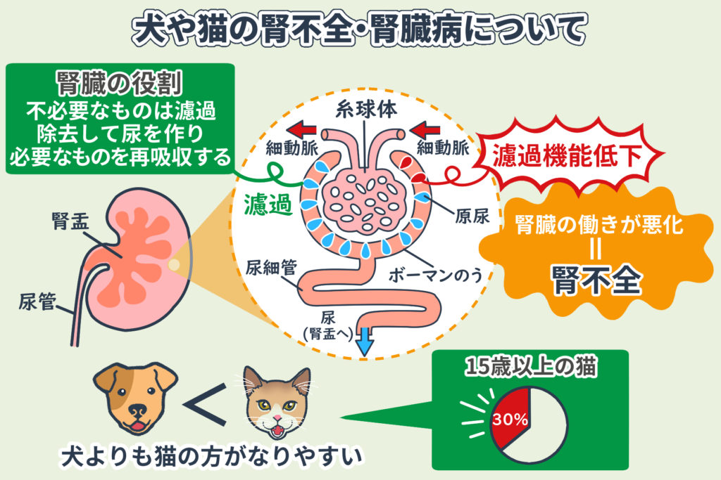 Nierenversagen und Nierenerkrankungen bei Hunden und Katzen