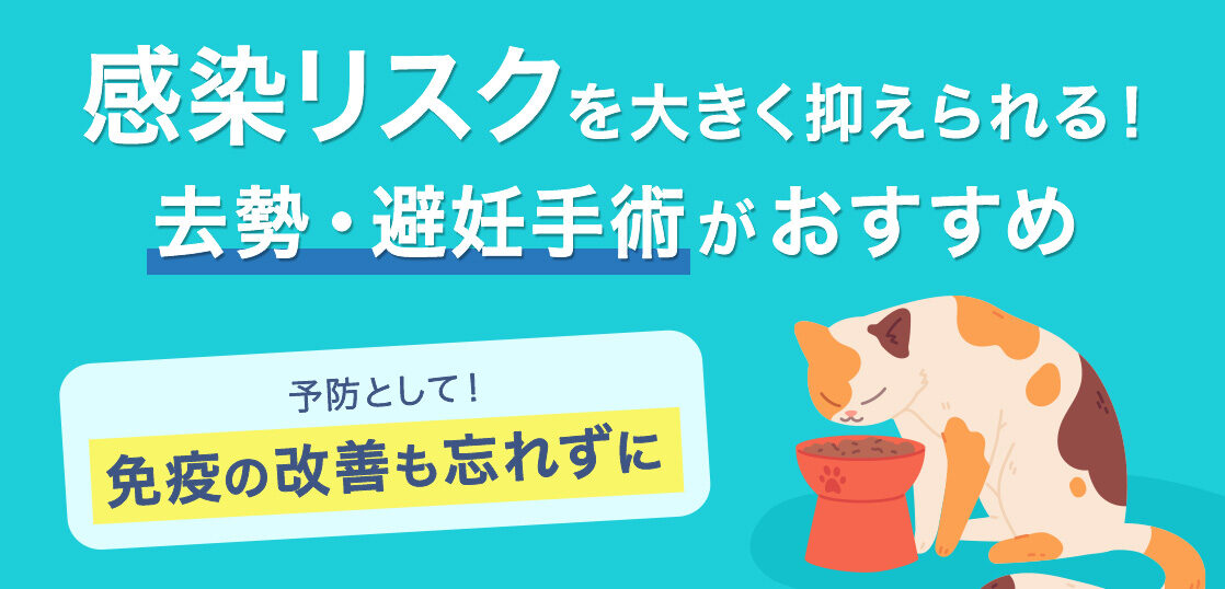 感染リスクを大きく抑えられる！去勢・避妊手術がおすすめ