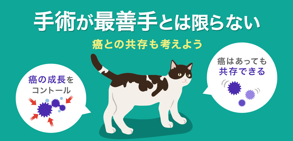 Was sind die Symptome von Krebs bei Katzen? Erklärung der Behandlungsverfahren, Operationen und der Lebenserwartung ohne Behandlungイメージ