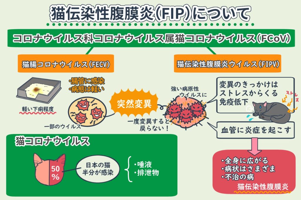 Was ist Feline Infektiöse Peritonitis (FIP: Feline infectious peritonitis)?