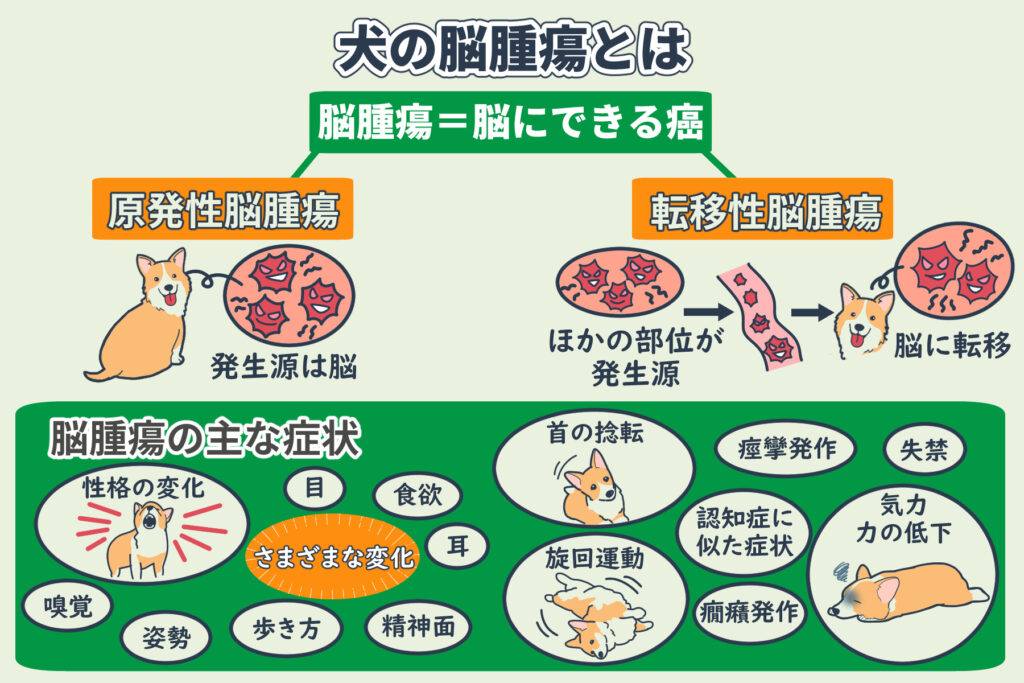 犬の脳腫瘍とは