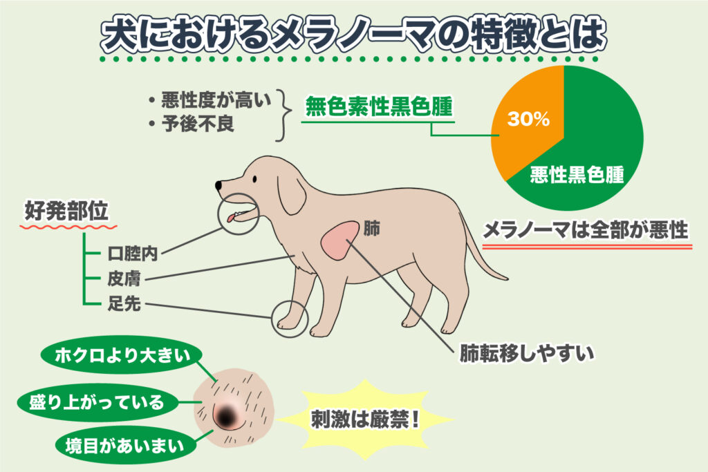 Merkmale des Melanoms bei Hunden