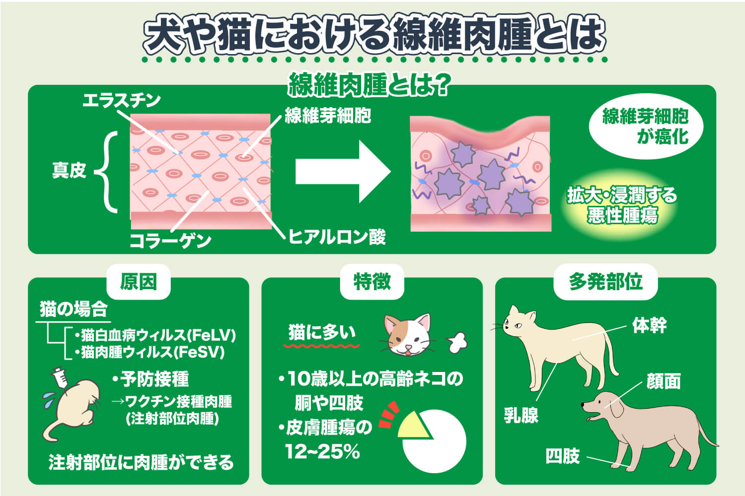 犬や猫の線維肉腫とは？